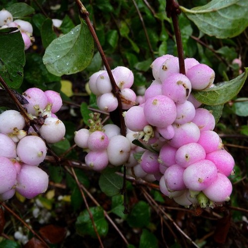 Symphoricarpos × doorenbosii 'Mother of Pearl' - Lumimari 'Mother of Pearl'